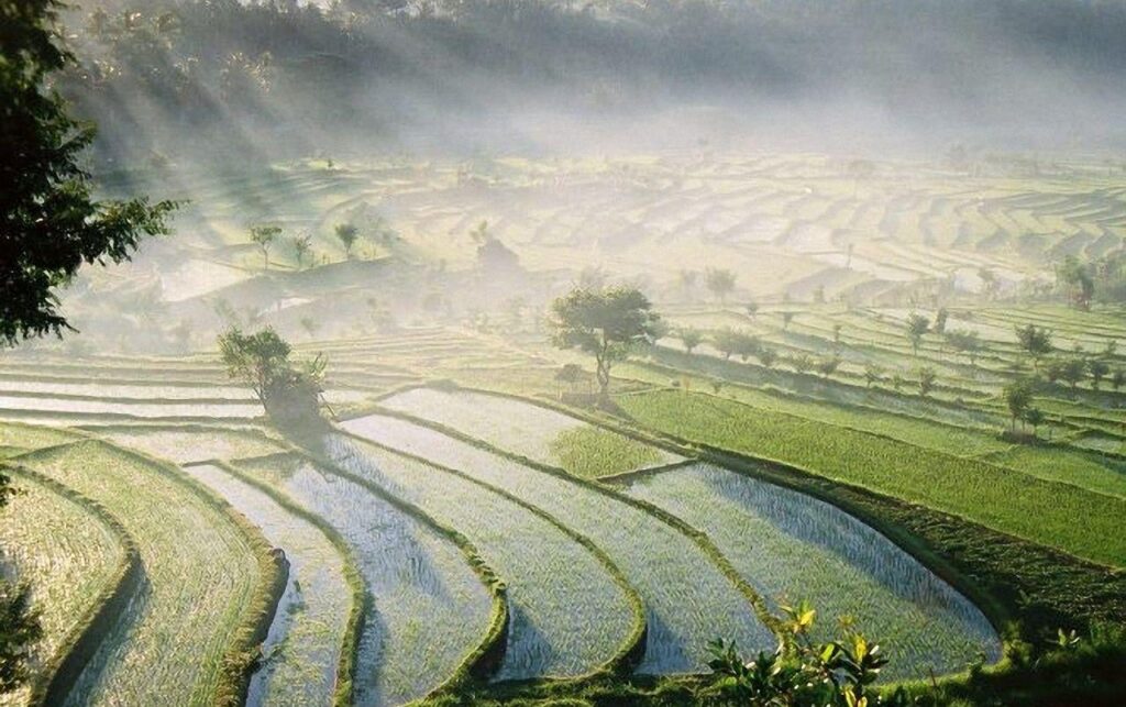 Bali Rice Fields wallpapers