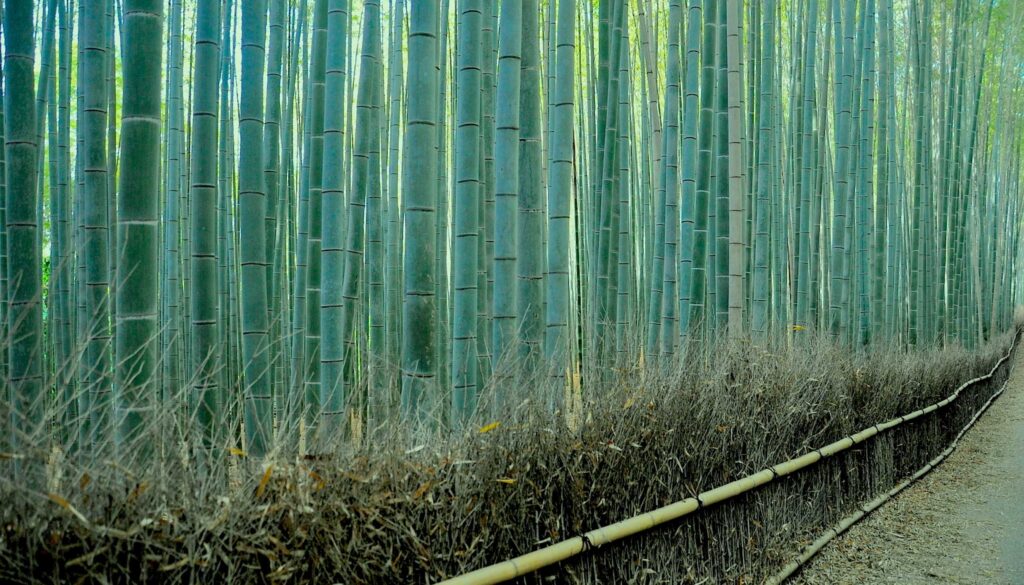 Sagano bamboo forest in kyoto one of world’s prettiest groves cnn