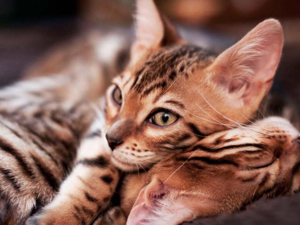 Little Bengal cats wallpapers and Wallpaper