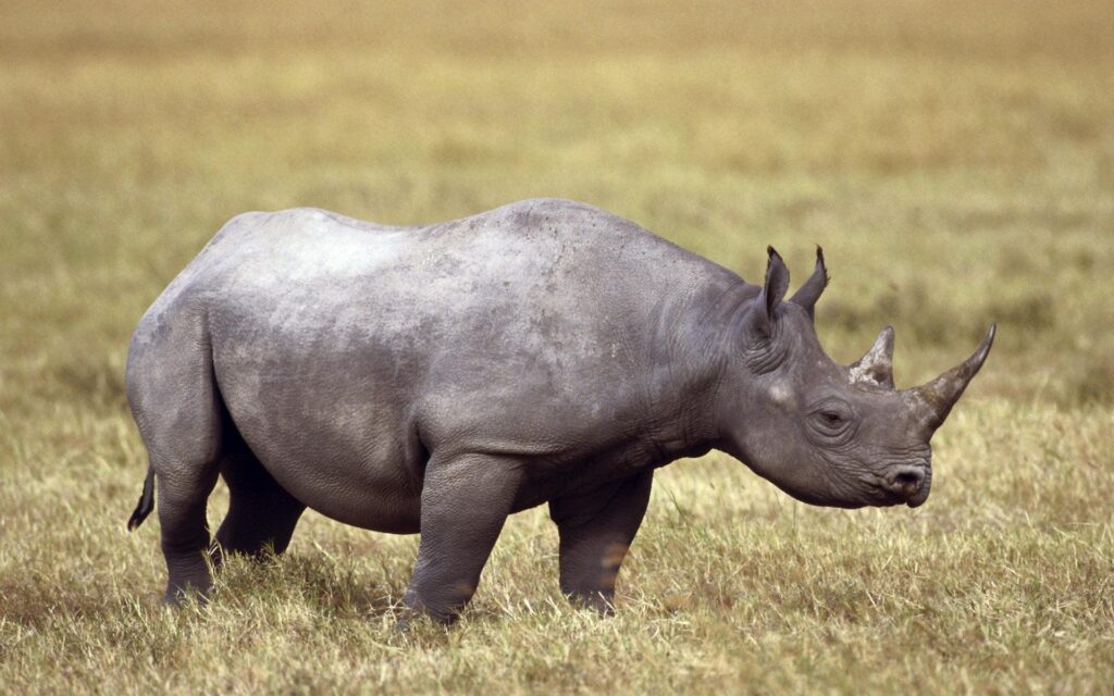 Photo of black rhino in wild 2K wallpapers