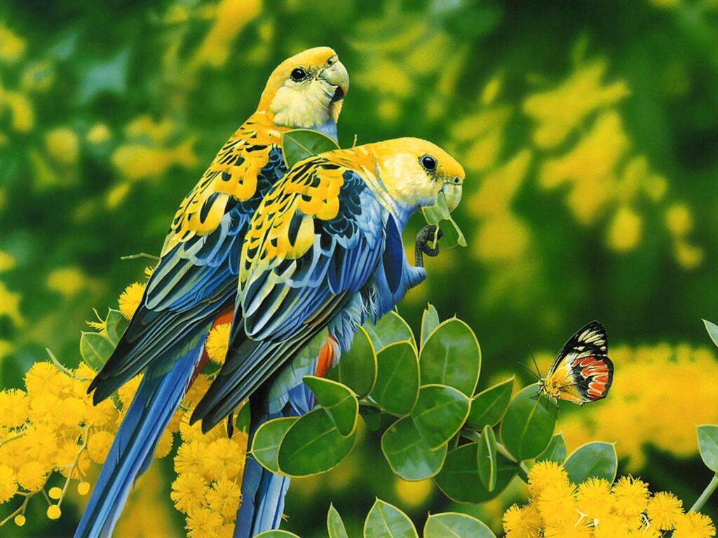 Love Birds Wallpapers K