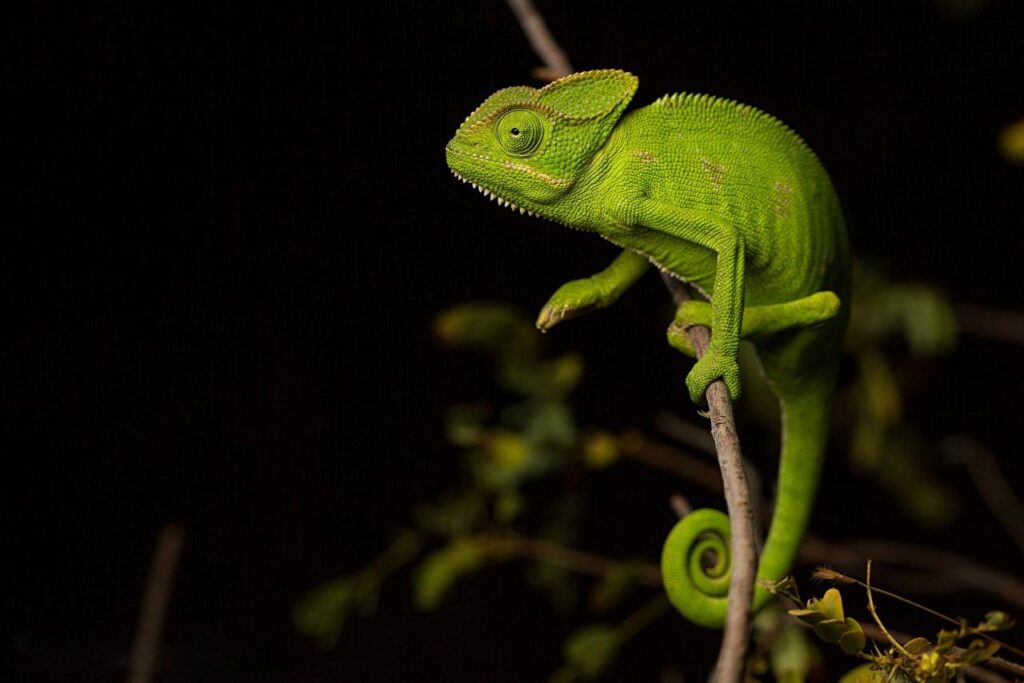 Wallpapers Chameleon Green Branches Animals