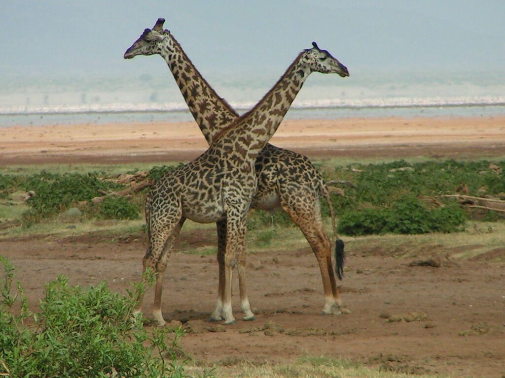 Nature Wallpapers Giraffe