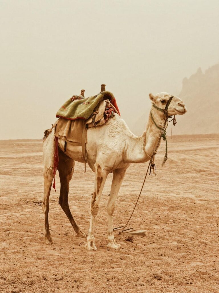 Camel Pictures HD