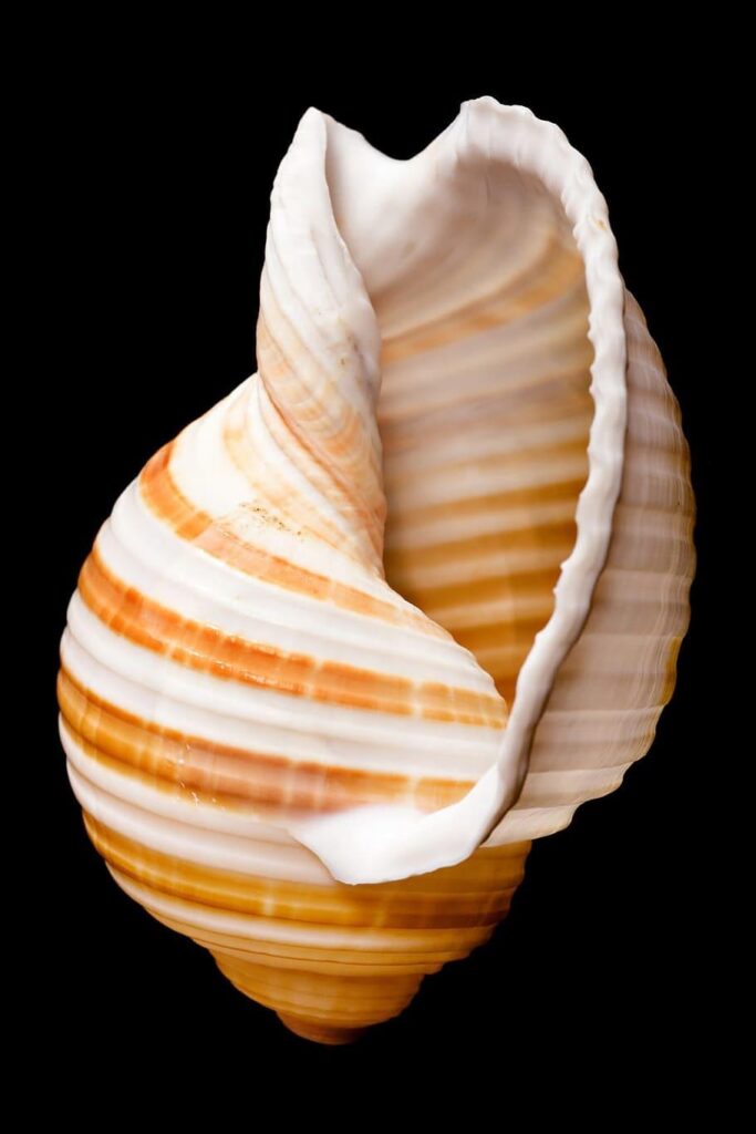 Cockle shell P, K, K, K 2K wallpapers free download
