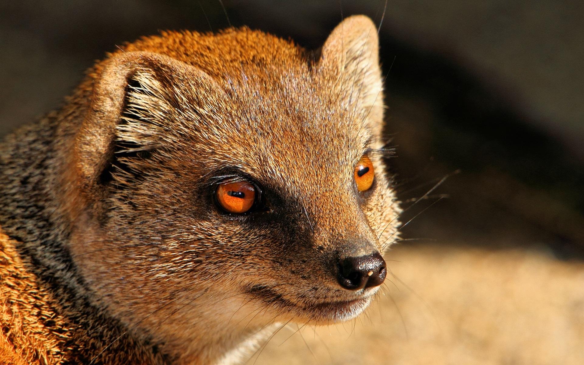 Wallpapers Mongoose, predator, red eyes 2K Picture