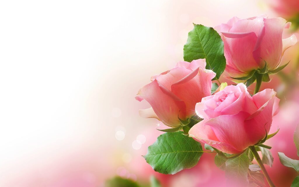 Rose Wallpapers and Backgrounds