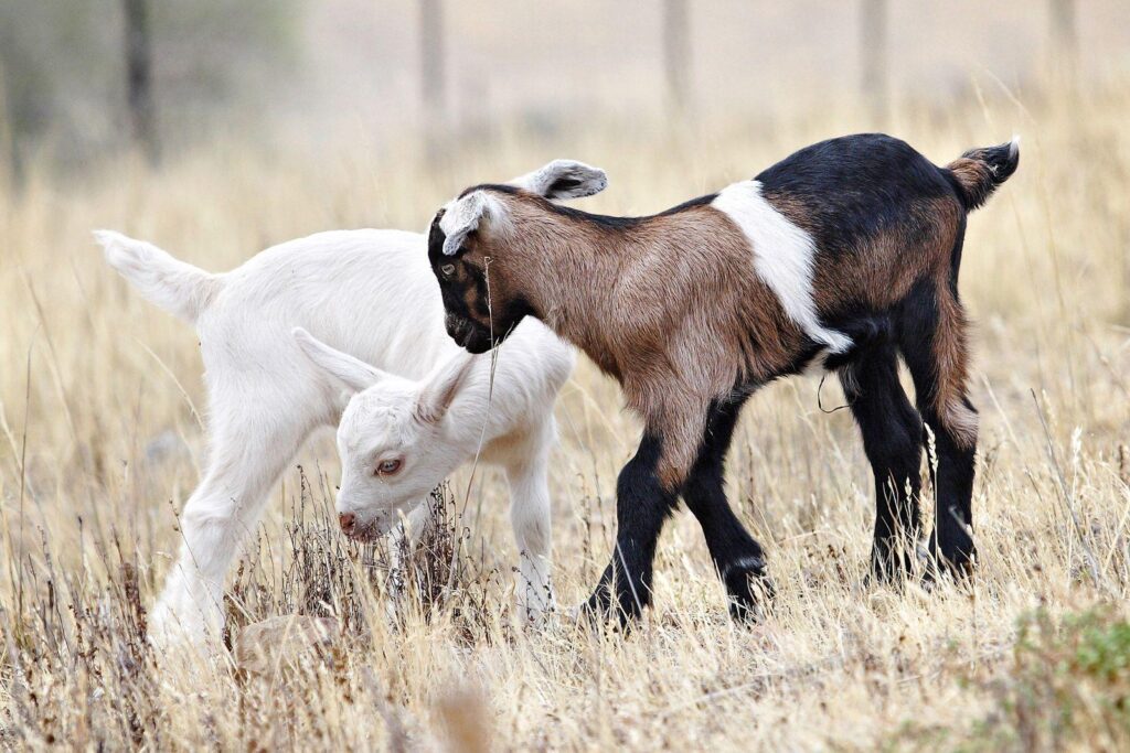 Lovely Wallpapers Of Baby Goats