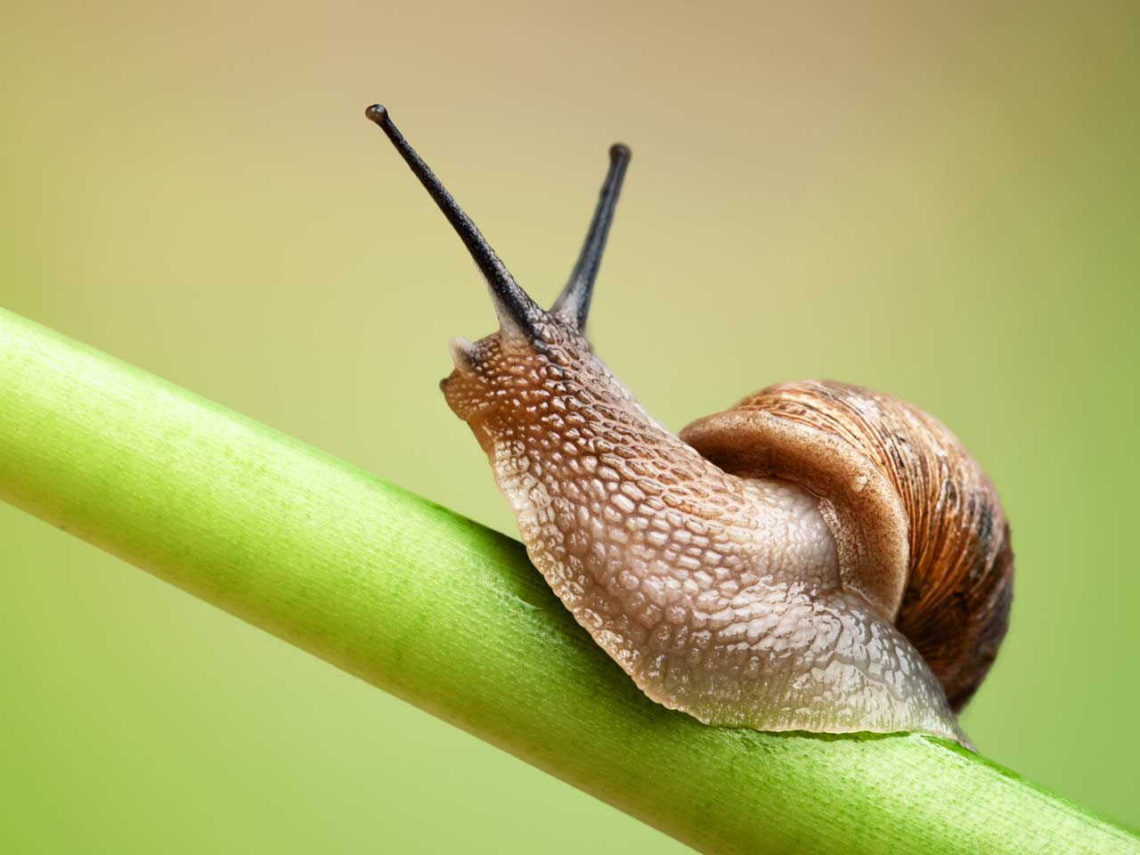Snails wallpapers, Humor, HQ Snails pictures