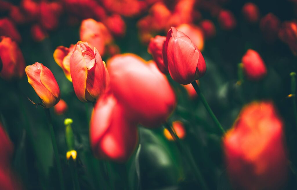 Free Tulip high quality wallpapers ID for 2K desktop