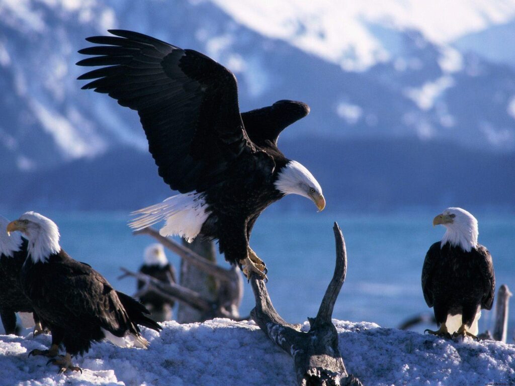 Animals Pretty Animals Wings Extended Bald Eagles Desk 2K Wallpaper