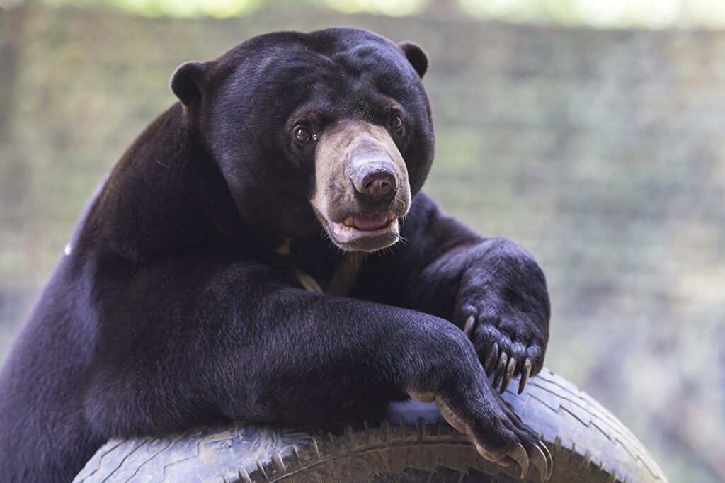 Desk 4K Wallpapers Grizzly Malayan bear animal Staring