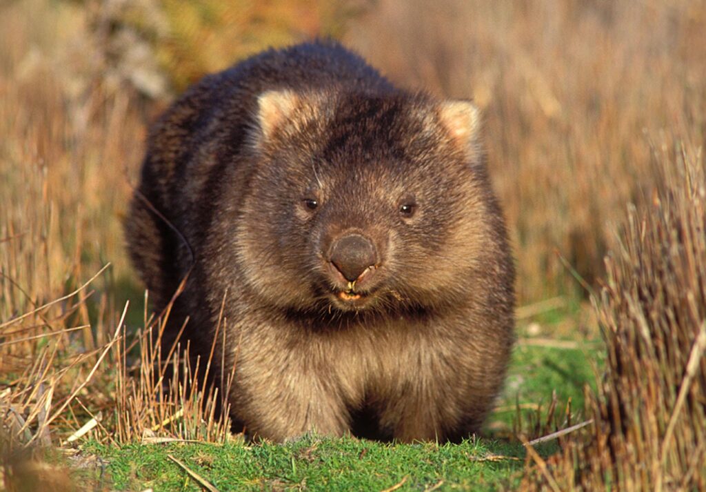Best Wombat Backgrounds on HipWallpapers