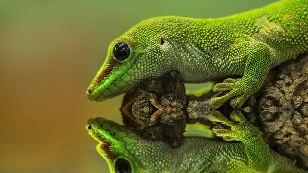 Gecko reptiles reflections wallpapers
