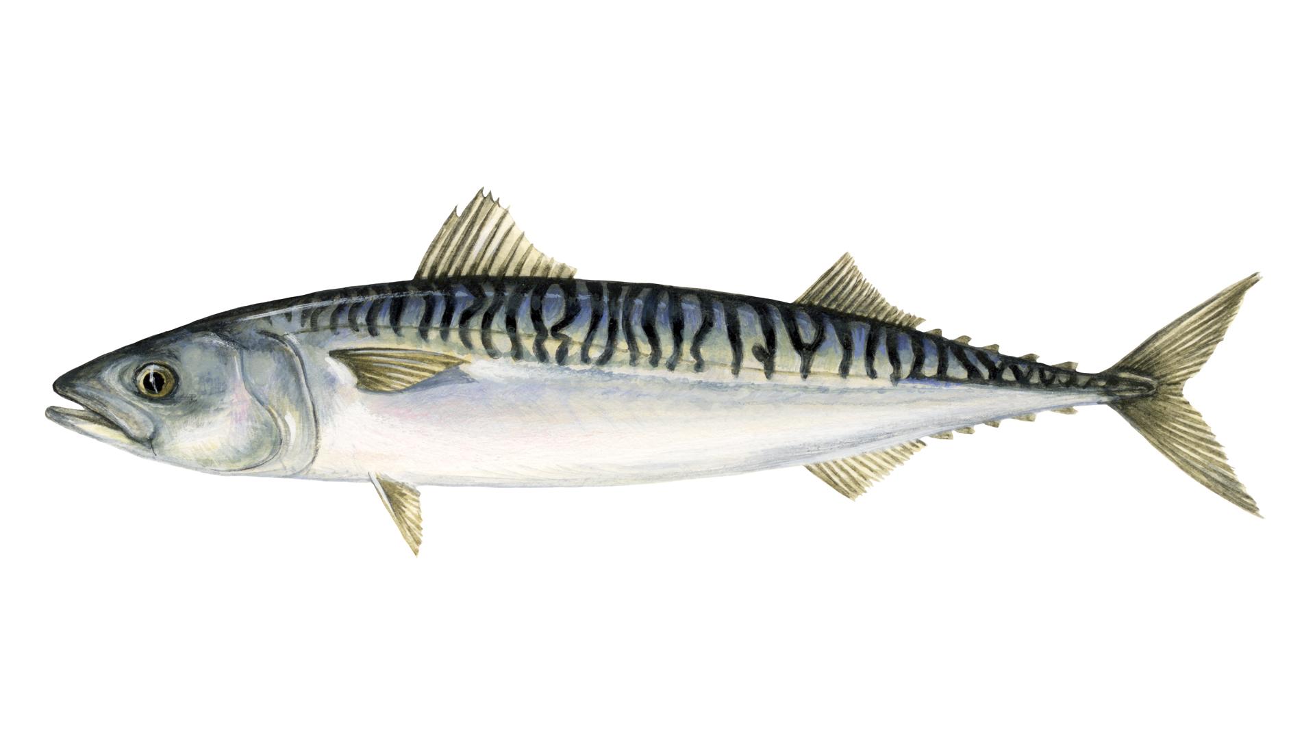 What is mackerel