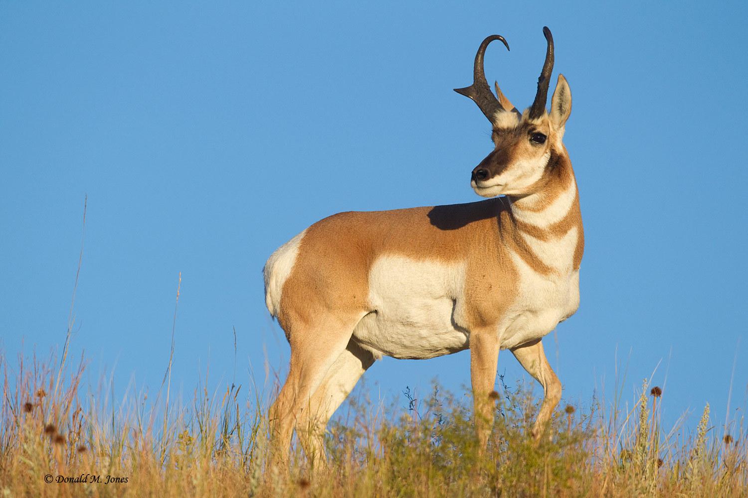 Best Pronghorn Wallpapers on HipWallpapers
