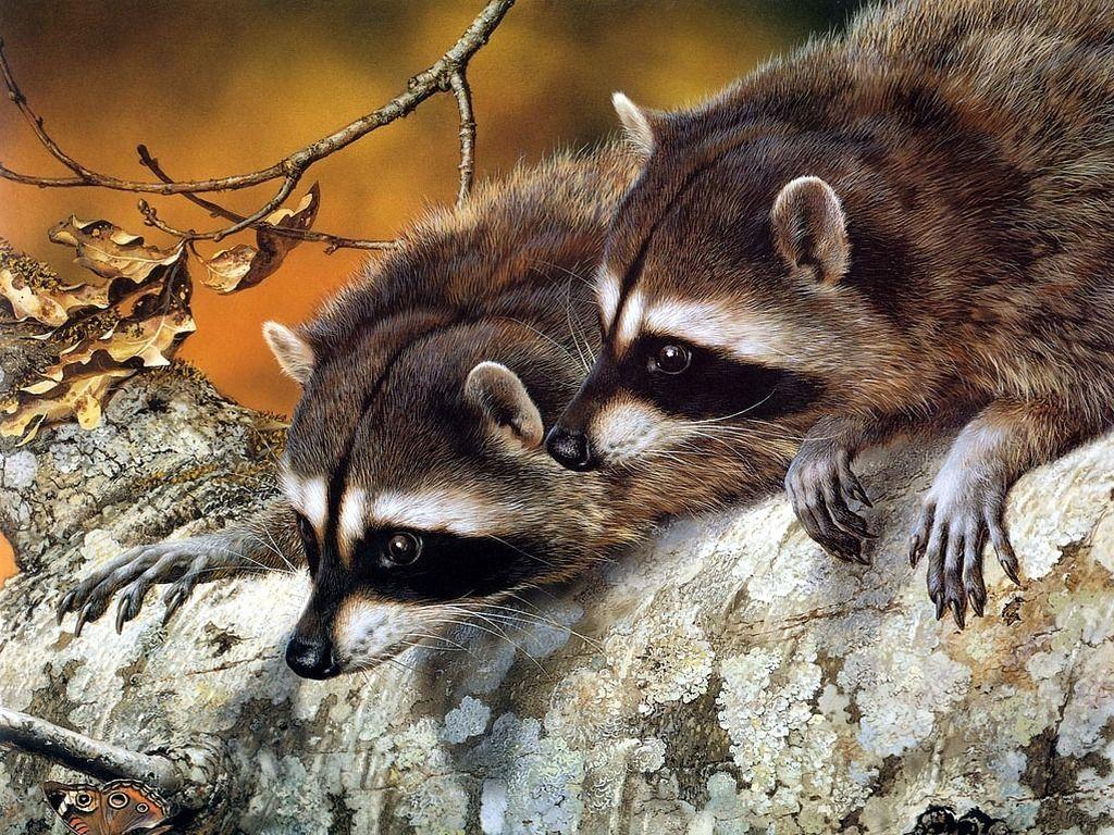 National Geographic Wallpaper Raccoons 2K wallpapers and backgrounds
