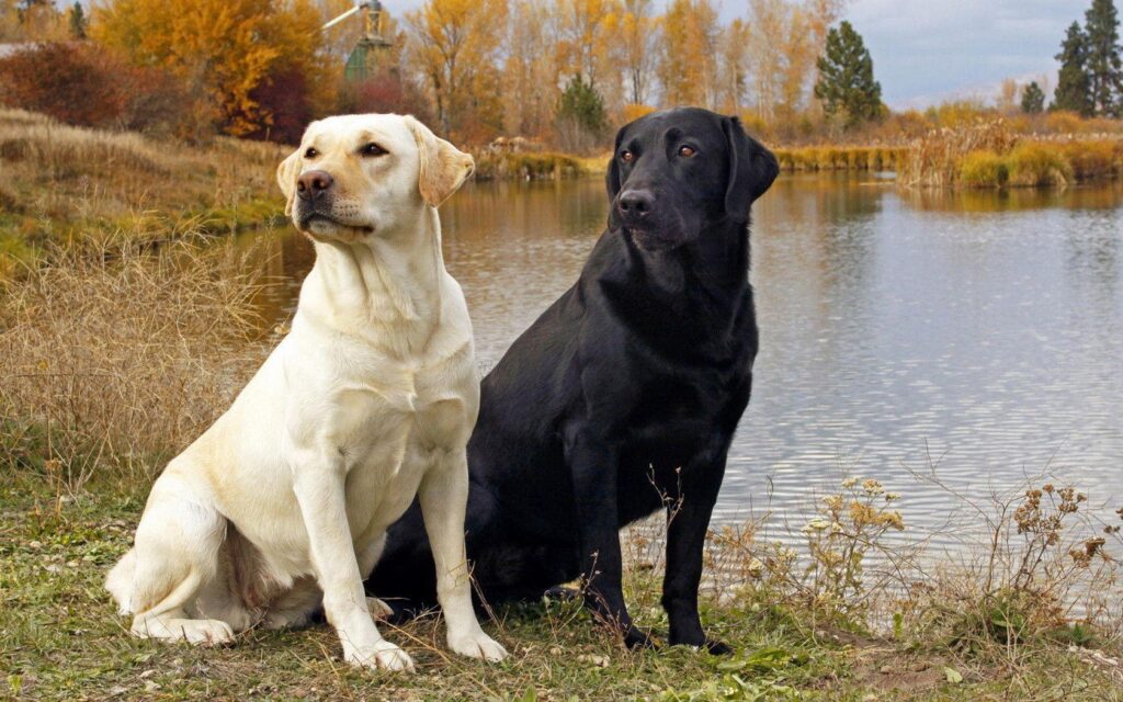 Pix For – Yellow Labrador Wallpapers