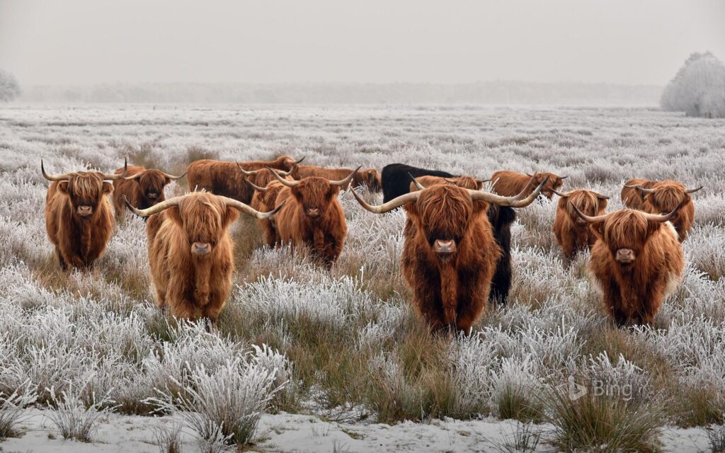 Herd of Highland cattle in winter
