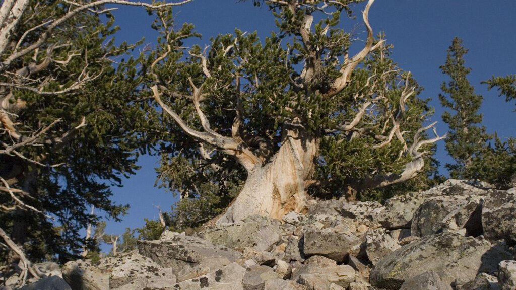 Bristlecone Pines in Great Basin National Park Photo © Tee Poole