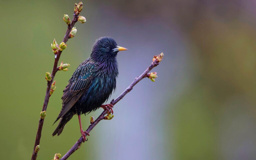 Starling wallpapers for computer