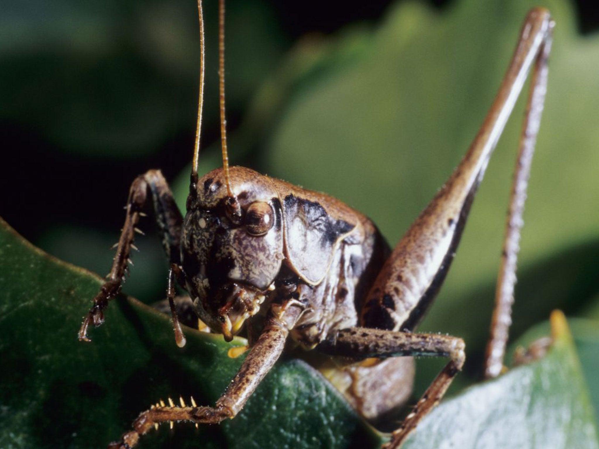 Nature Studies Why Keats’s hedge cricket no longer chirrups