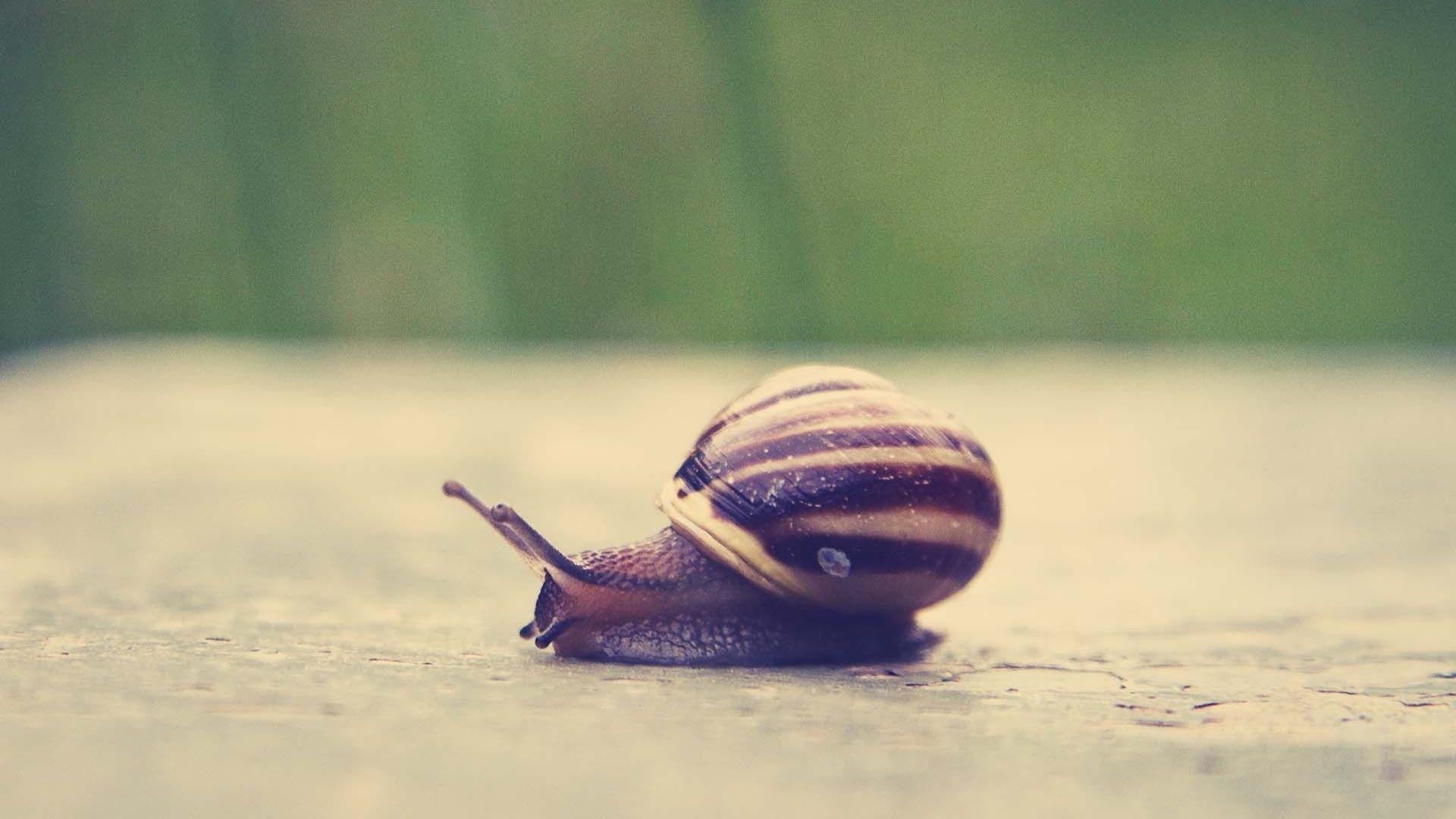Snails And Mollusks Wallpapers, Desk 4K K High Quality Wallpaper, W
