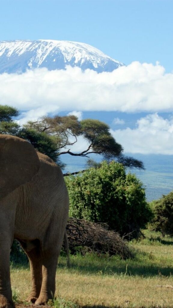 Elephants mount kilimanjaro wallpapers