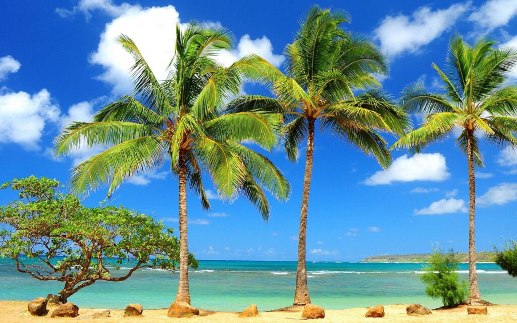 HD Palm Tree Wallpapers and Photos 2K Beach Wallpapers