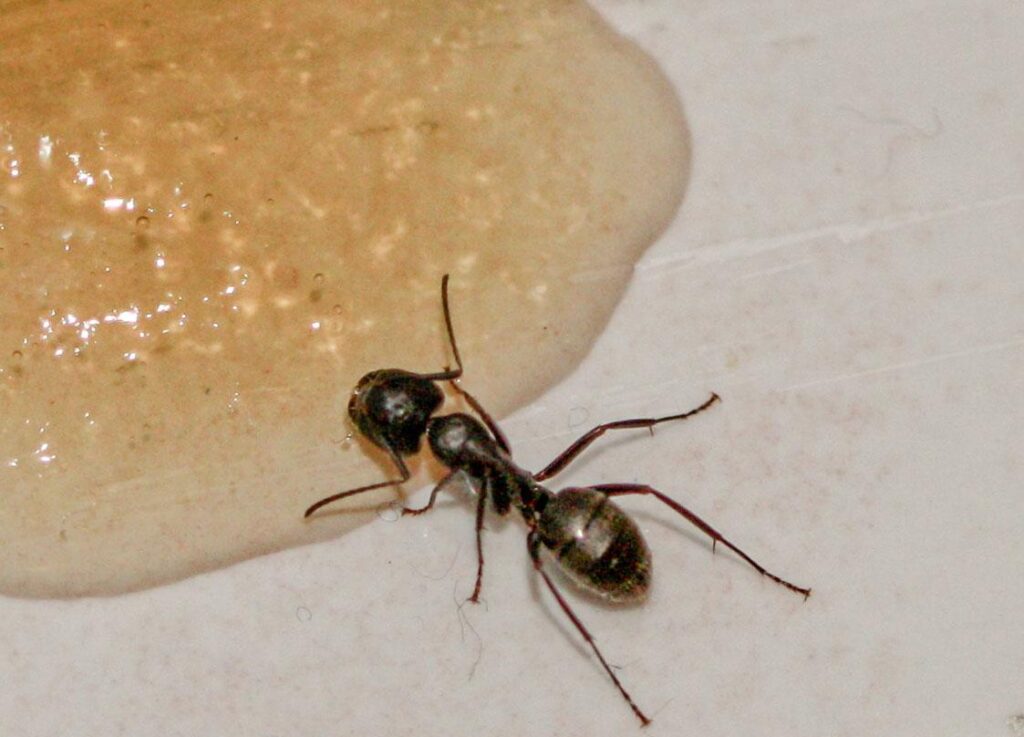 Carpenter Ants Control Traps Outdoor Decorations