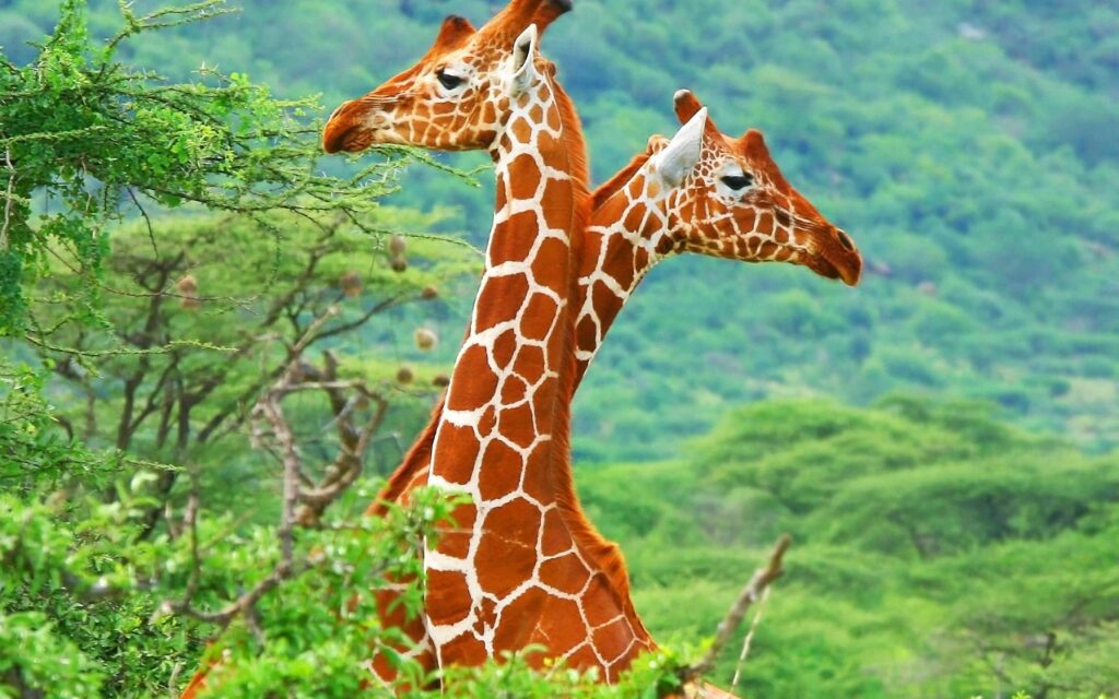 Giraffe Wallpapers