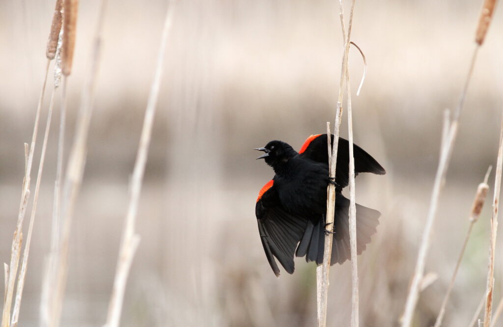 Red and black bird, red