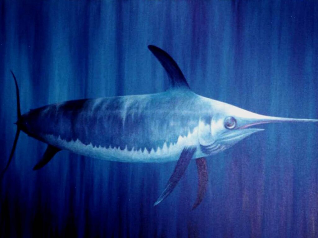 Best Swordfish Backgrounds on HipWallpapers