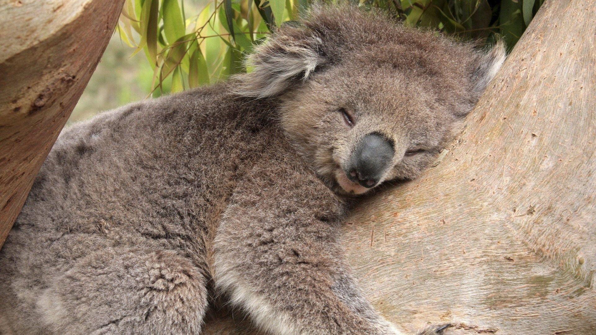 Fonds d&Koala tous les wallpapers Koala