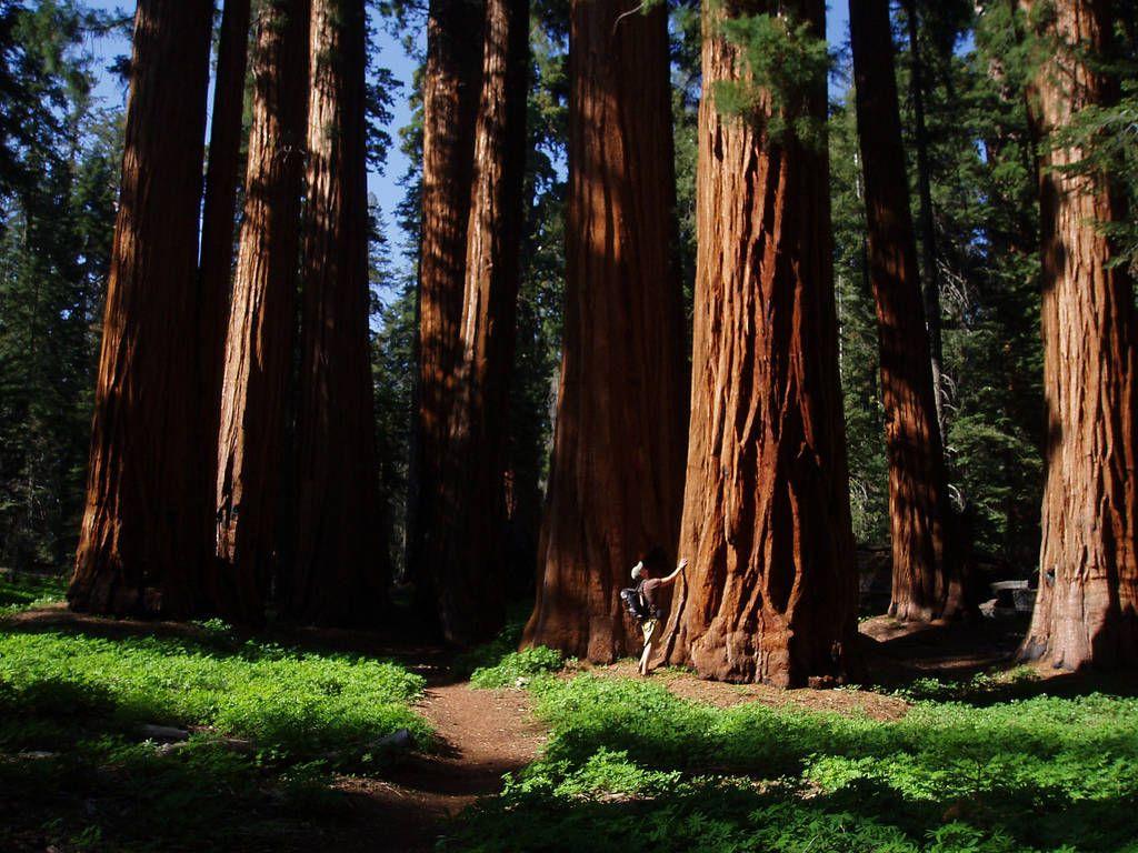 New Grant Grove Restaurant Opens in Kings Canyon National Park