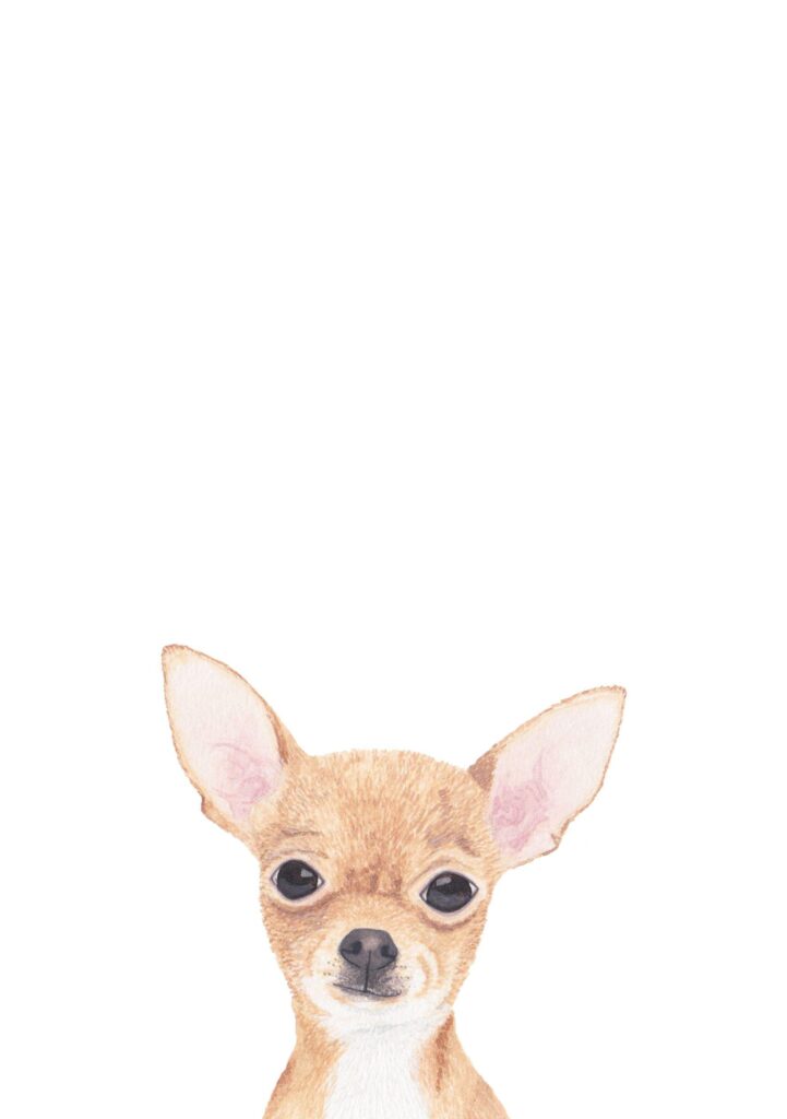 Chihuahua Illustration by Louise Jewell