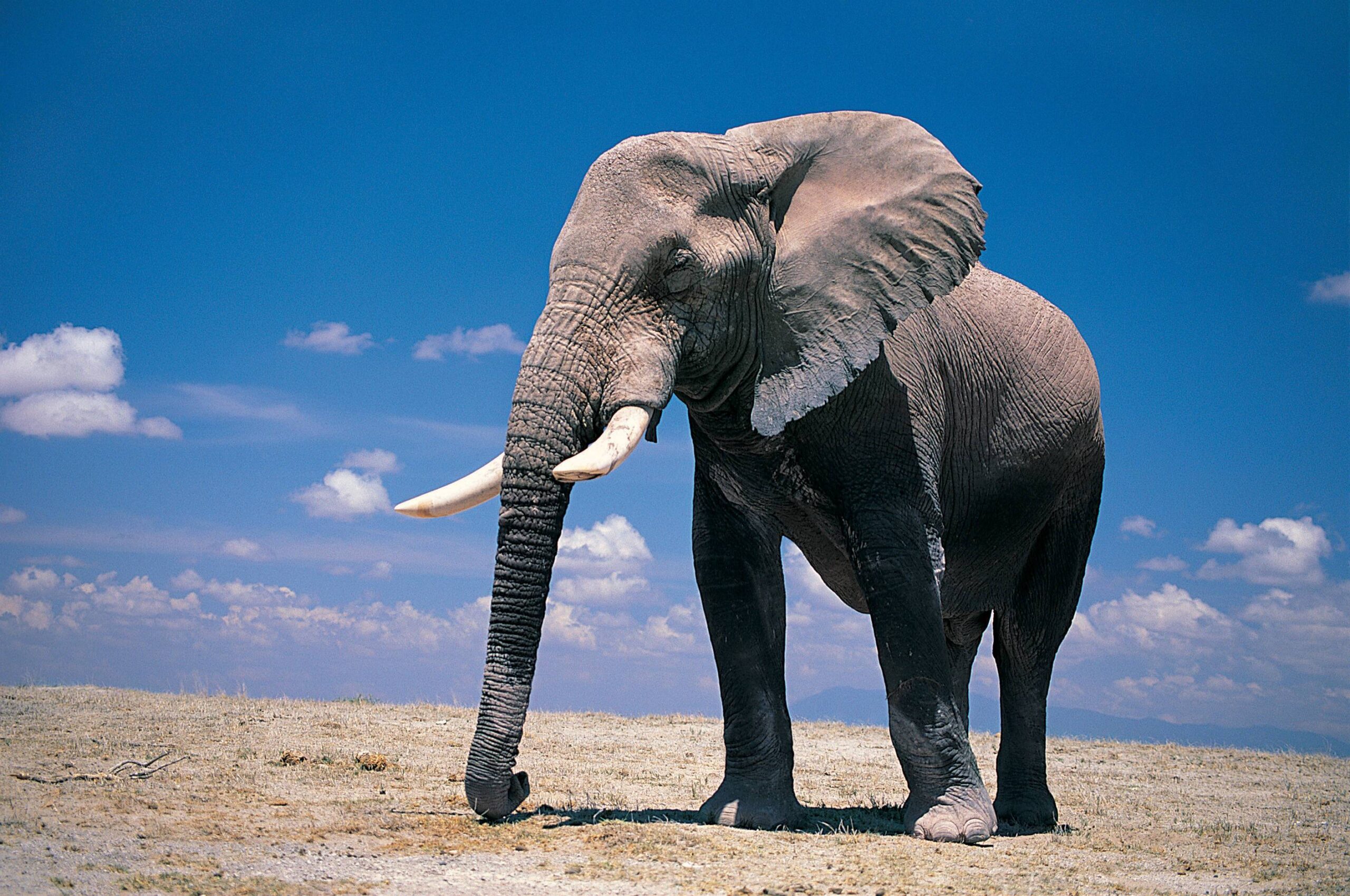 Wallpapers For – Elephant Wallpapers