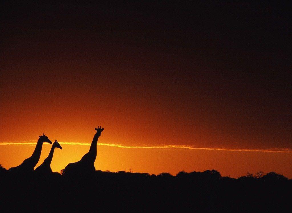 Cool Giraffe Backgrounds Wallpaper & Pictures