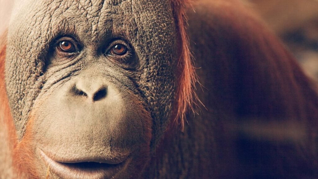 Orangutan Wallpapers