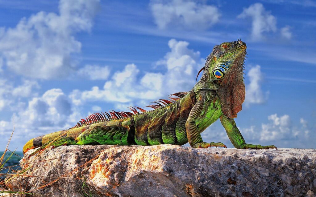Common iguana green iguana lizard stones sky 2K wallpapers
