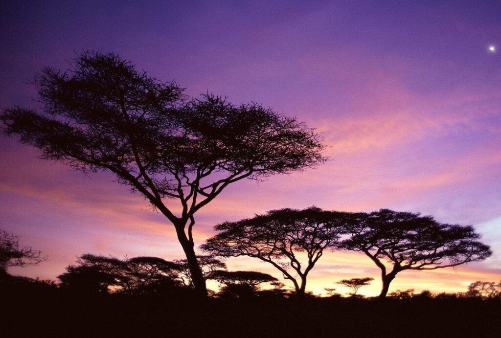 Sky Sunset Africa Pink Tanzania Trees Colors Purple Sky Wallpapers