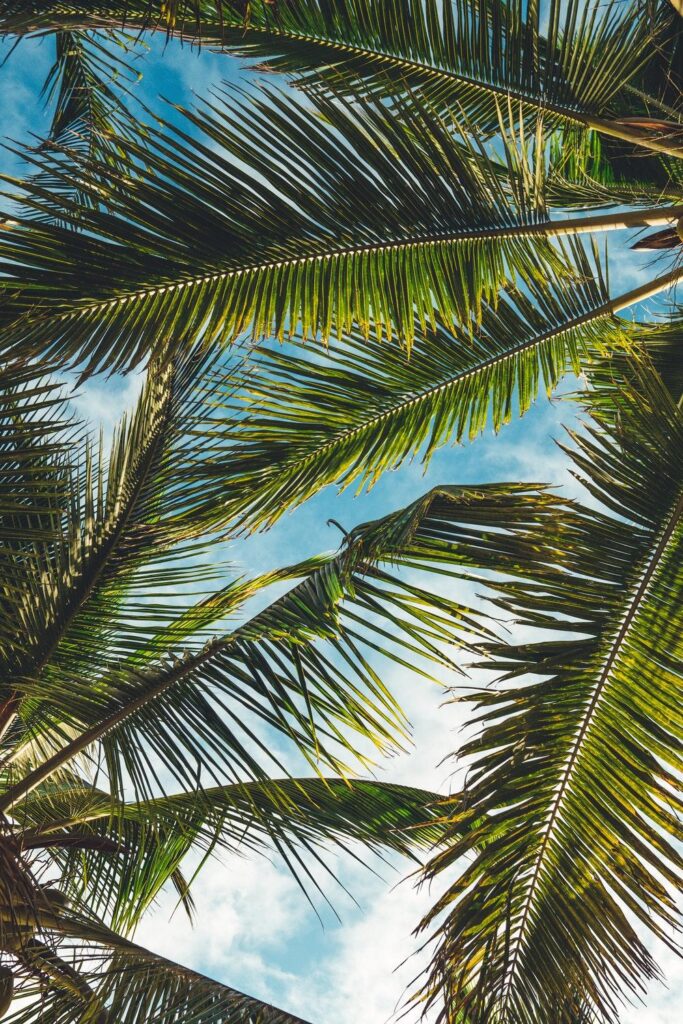 Tree, leaf, plant and palm tree 2K photo by Peter Fogden